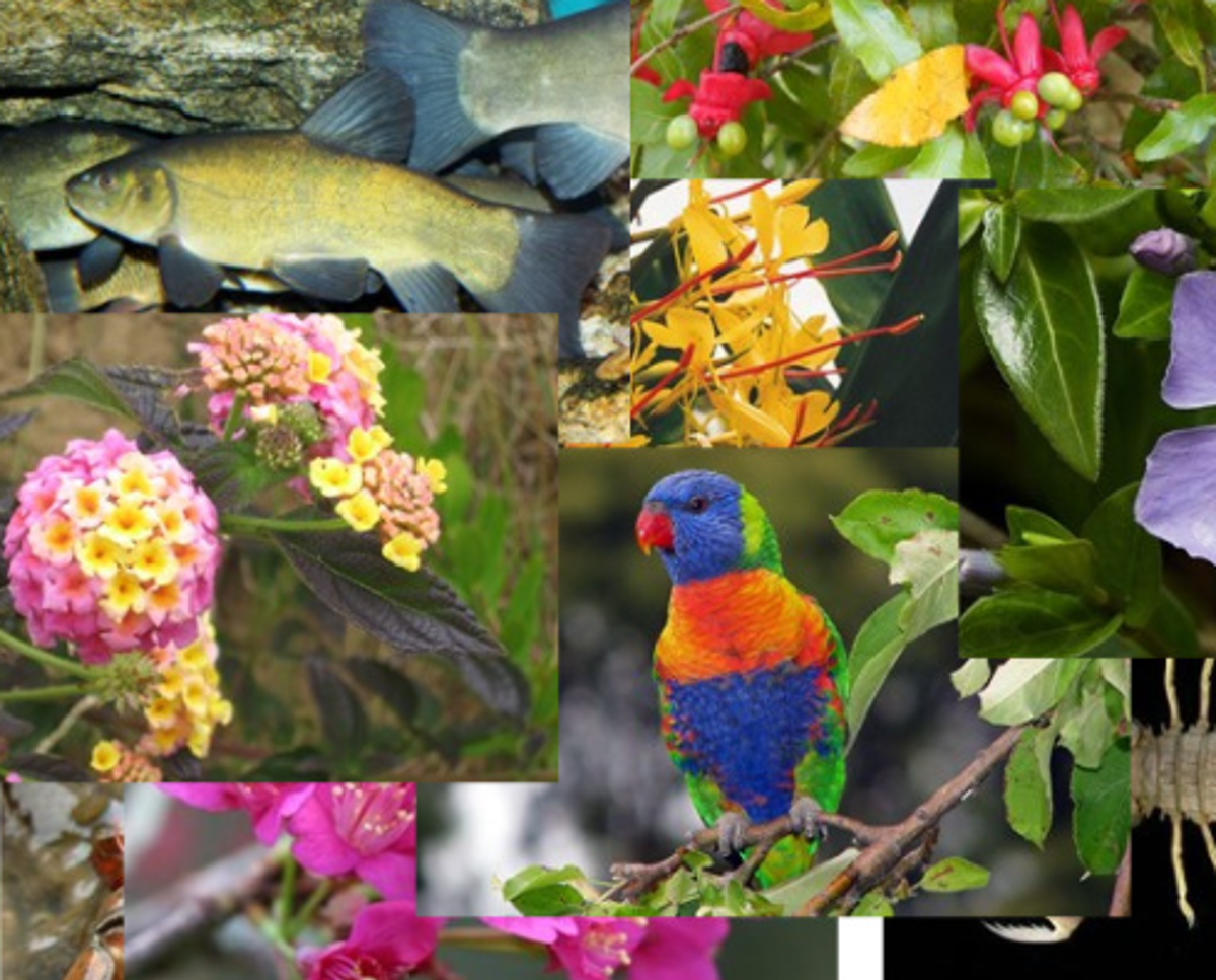 A set of examples of pests and weeds
